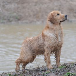 Golden Retriever Puppies from Scion Golden Retrievers