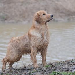 Golden Retriever Puppies from Scion Golden Retrievers
