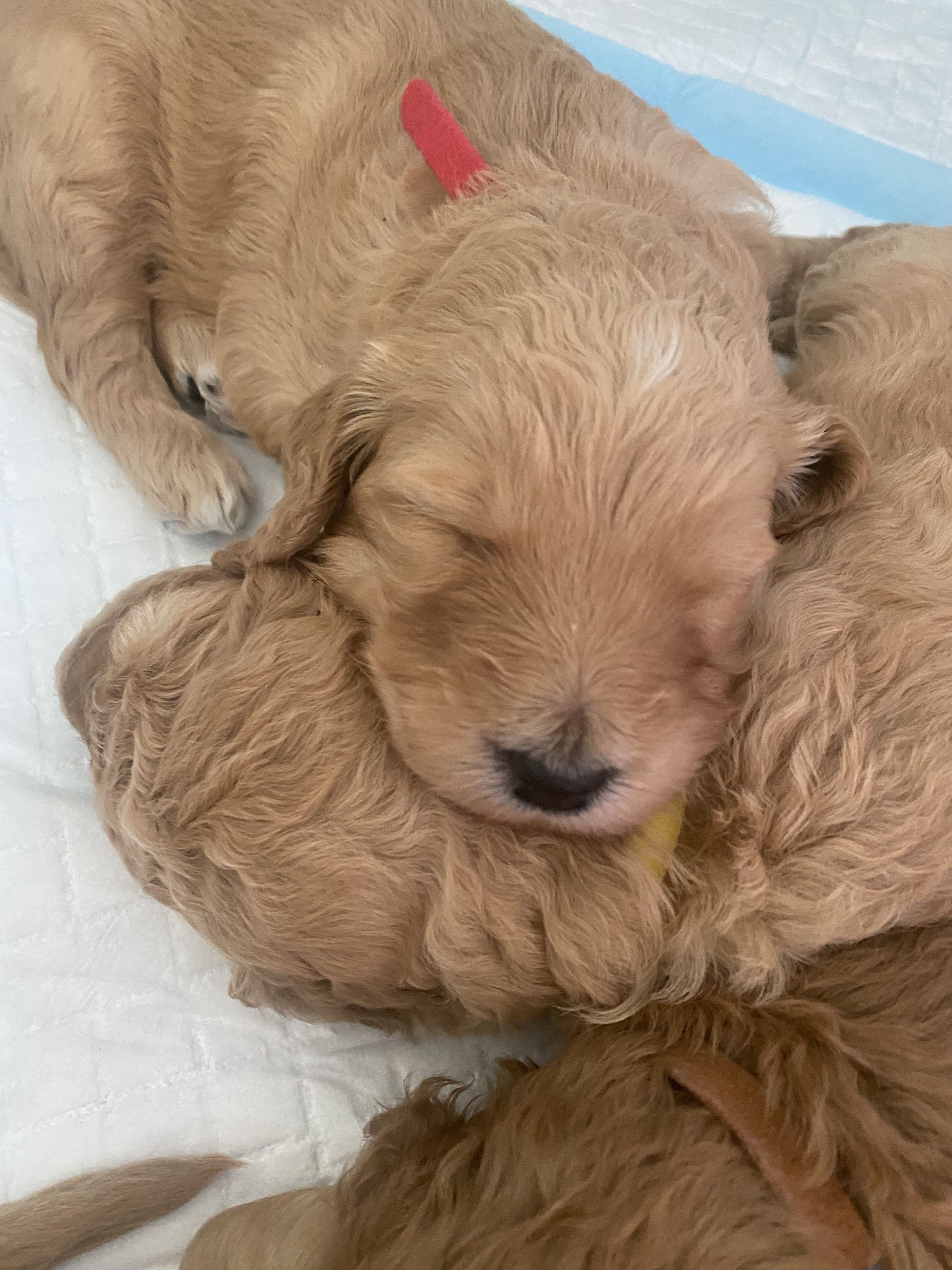 East best sale coast goldendoodles