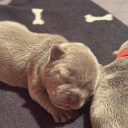 Grey Male - Blue male French Bulldog puppy in Republic, Missouri from Ritchie’s Frenchies