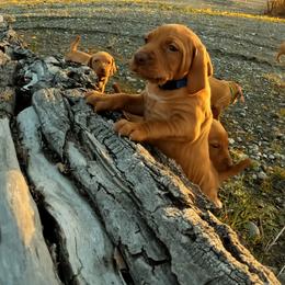 Too young1 - Golden rust male Vizsla puppy in Palmer, Alaska from Parker Ranch