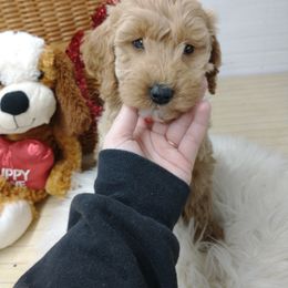 Goldendoodle and Poodle Puppies from KB Doodles