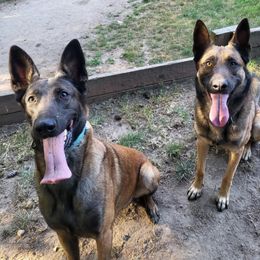 Belgian Malinois puppies from By Your Side Canines