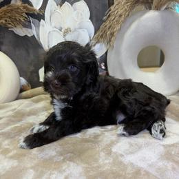 Rarity - Liver female Miniature Schnauzer puppy in Menifee, California from Violet’s Meadow