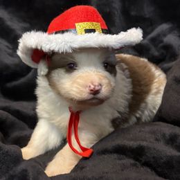 Larry - Red merle male Australian Shepherd puppy in Grove, Oklahoma from Dollface Aussies