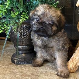 Beautiful Boy Puppy - Red male Brussels Griffon puppy in Haymarket, Virginia from JOVAL Kennel
