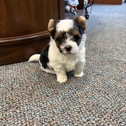 Girl 1 - Black tan and white female Biewer Terrier puppy in Rockland, Maine from Coastal Maine Biewer Terriers