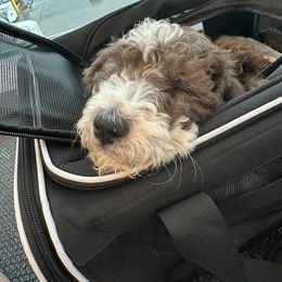 Aussiedoodle, Bernedoodle, and Poodle Puppies from Color Country Doodles