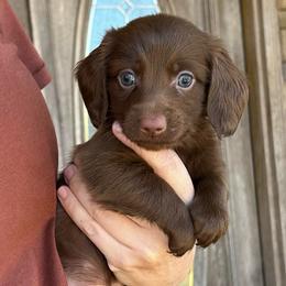 Zero - Chocolate male Dachshund puppy in Ragland, Alabama from PK livestock