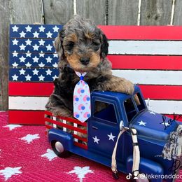 Goldendoodle Puppies from Lake Road Doodles