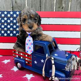 Goldendoodle Puppies from Lake Road Doodles