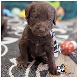 Male 5 pick open - F1 Labradoodles - OFA-Genetics-2 year warranty. - Chocolate male Labradoodle puppy in Jeddo, Michigan from Apple Creek Doodles