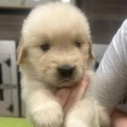Green Boy - Golden male Golden Retriever puppy in Sarasota, Florida from Chevaline Goldens