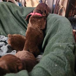 Newfoundland Puppies from Blitz E & E Newfoundlands