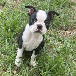 Elisa - Black and white female Boston Terrier puppy in Alabama from Southern Bulldogs
