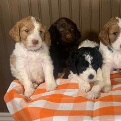 Double Doodles from Double Doodle Ranch