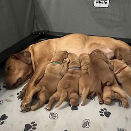 Labrador Retriever Puppies from Fia Red Retrievers