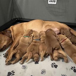 Labrador Retriever Puppies from Fia Red Retrievers