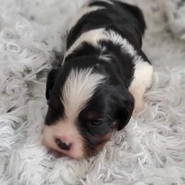 Cavalier King Charles Spaniel Puppies from Stargazer Cavaliers