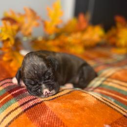 Boy 3 - Brindle male Boxer puppy in Prestonsburg, Kentucky from Bre’s Boxers