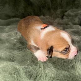 Sweetie - Red male Pembroke Welsh Corgi puppy in Derby, Iowa from Newton Hay & Cattle