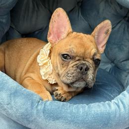 Sis - Brindle female French Bulldog puppy in Willis, Texas from Maranda Cianceruso