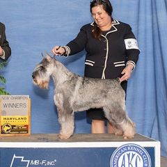 Cordelia - Standard Schnauzer