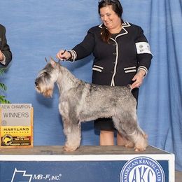Cordelia - Standard Schnauzer