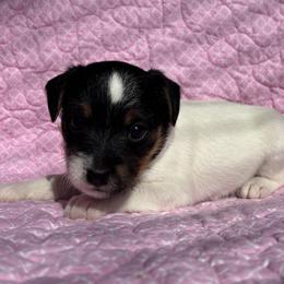 Boy 2 - Tri-color male Jack Russell Terrier puppy in Robstown, Texas from Smokin Pistol Jack Russell Terriers