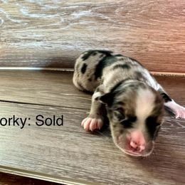 Miniature Australian Shepherd Puppies from Kyn's Kennel