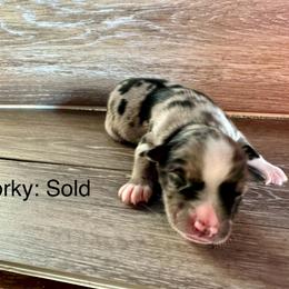 Miniature Australian Shepherd Puppies from Kyn's Kennel
