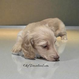 Polar - Cream male Dachshund puppy in Oklahoma City, Oklahoma from OkieDoxieland Dachshunds
