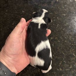 Ellie - Parti female Yorkshire Terrier puppy in Ontario, California from Yorkie Wonderlands