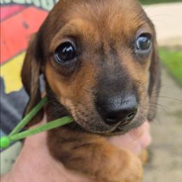 John-Green - Red male Dachshund puppy in Frankfort, Kentucky from Gigi's Dachshunds