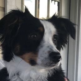 Miniature Australian Shepherd Puppies from Copper Line Aussies