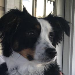 Miniature Australian Shepherd Puppies from Copper Line Aussies