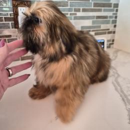 Girl 3 - Red female Shih Tzu puppy in Green Valley Lake, California from All American Shih Tzu Puppies