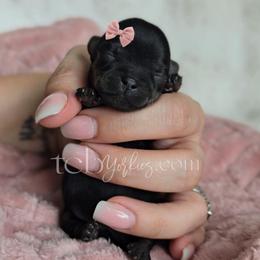 Ablessin - Black and tan female Yorkshire Terrier puppy in Greenwood County, South Carolina from TCB Yorkies