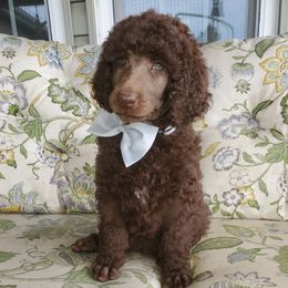 Poodle Puppies from Zimmerman's Poodles