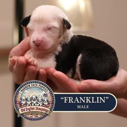 Franklin - Gray and white male Old English Sheepdog puppy in Cleveland, Tennessee from Narrow Path Old English & Sheepadoodles