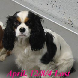 April - Cavalier King Charles Spaniel