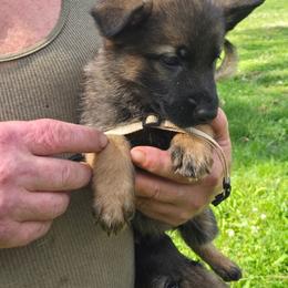 Tbd - Sable female German Shepherd puppy in Oconomowoc, Wisconsin from Vom Haus Borchardt GSD Kennels