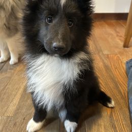 Shetland Sheepdog Puppies from Brandy Stratton