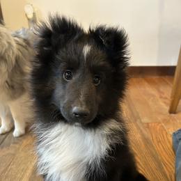 Shetland Sheepdog Puppies from Brandy Stratton