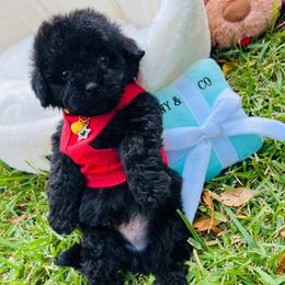 Panther - Black male Maltipoo puppy in Sugar Land, Texas from Celebrity Maltipoos