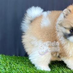 Pomeranians from Cielo Poms