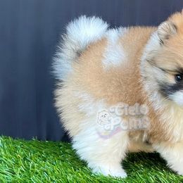 Pomeranians from Cielo Poms
