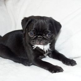 Pug Puppies from Pugs R 4 U in KY