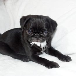Pug Puppies from Pugs R 4 U in KY