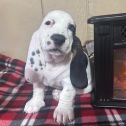 Patty - Black brown and white female Basset Hound puppy in Pilot Mtn, North Carolina from Lowdown Love Basset Hounds
